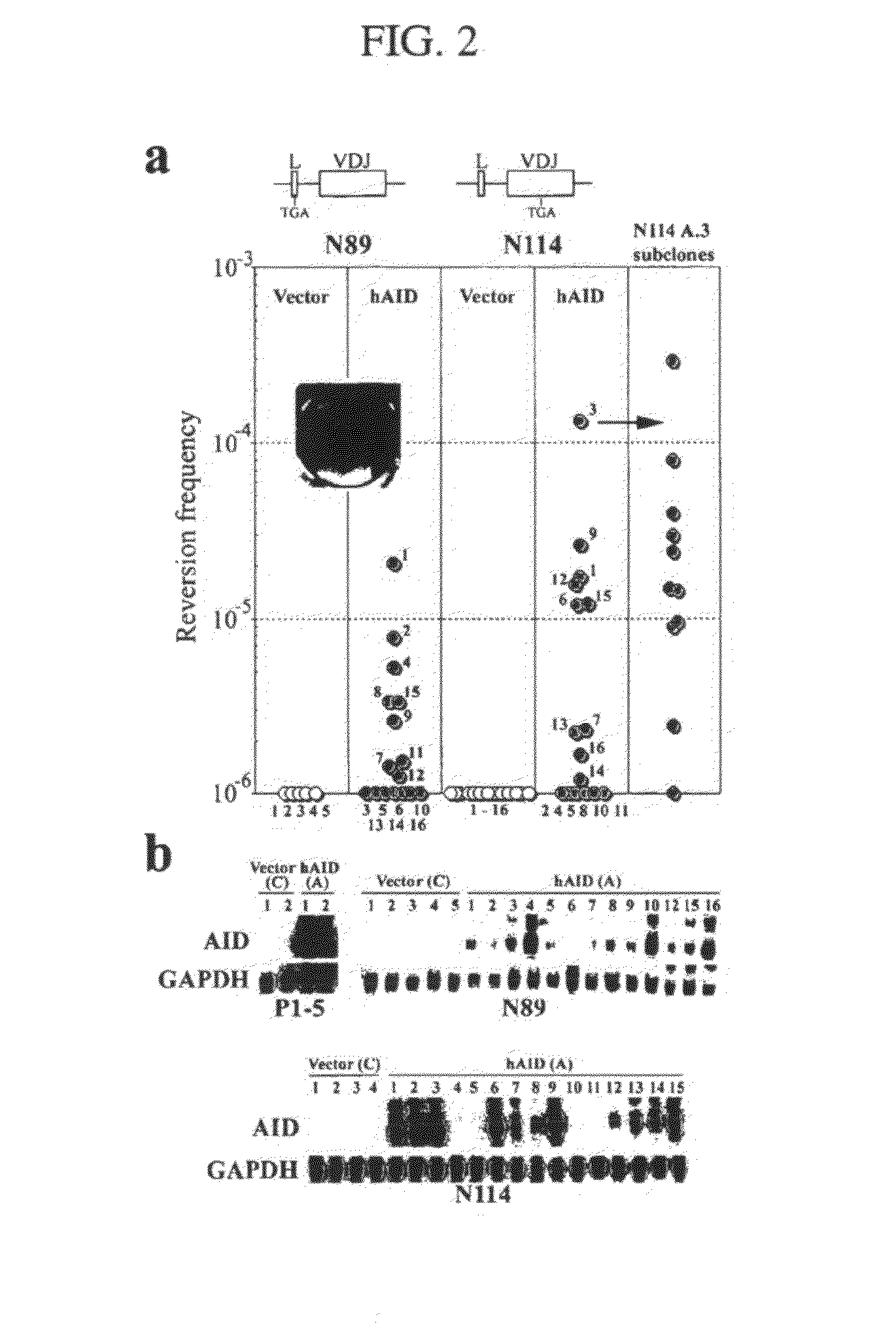 Mutations caused by activation-induced cytidine deaminase