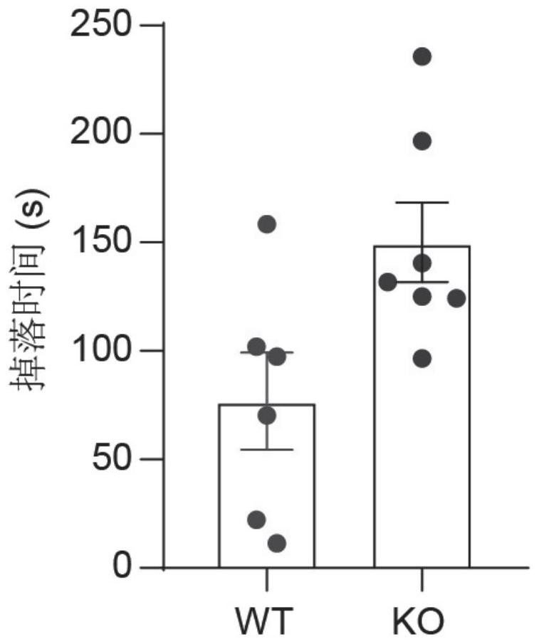 Application of mPGES-2 as drug target for preventing and/or treating aging diseases