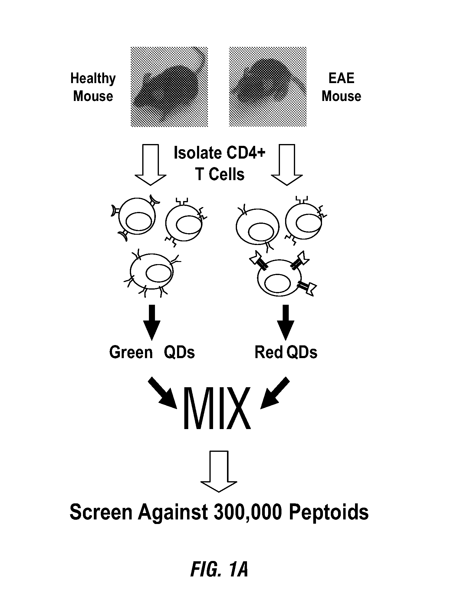 Peptoid ligands for isolation and treatment of autoimmune t-cells