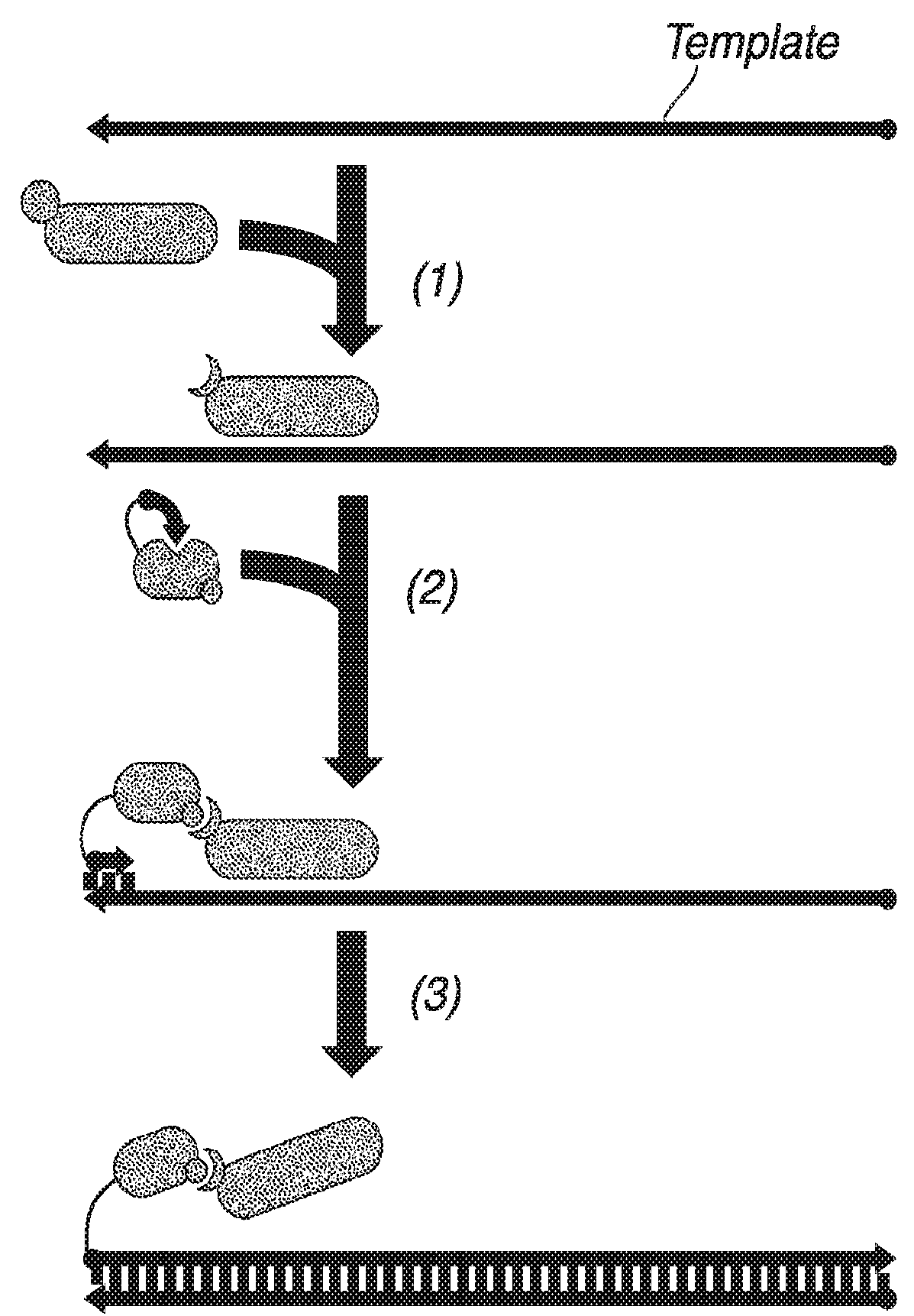 Nucleic acid retro-activated primers