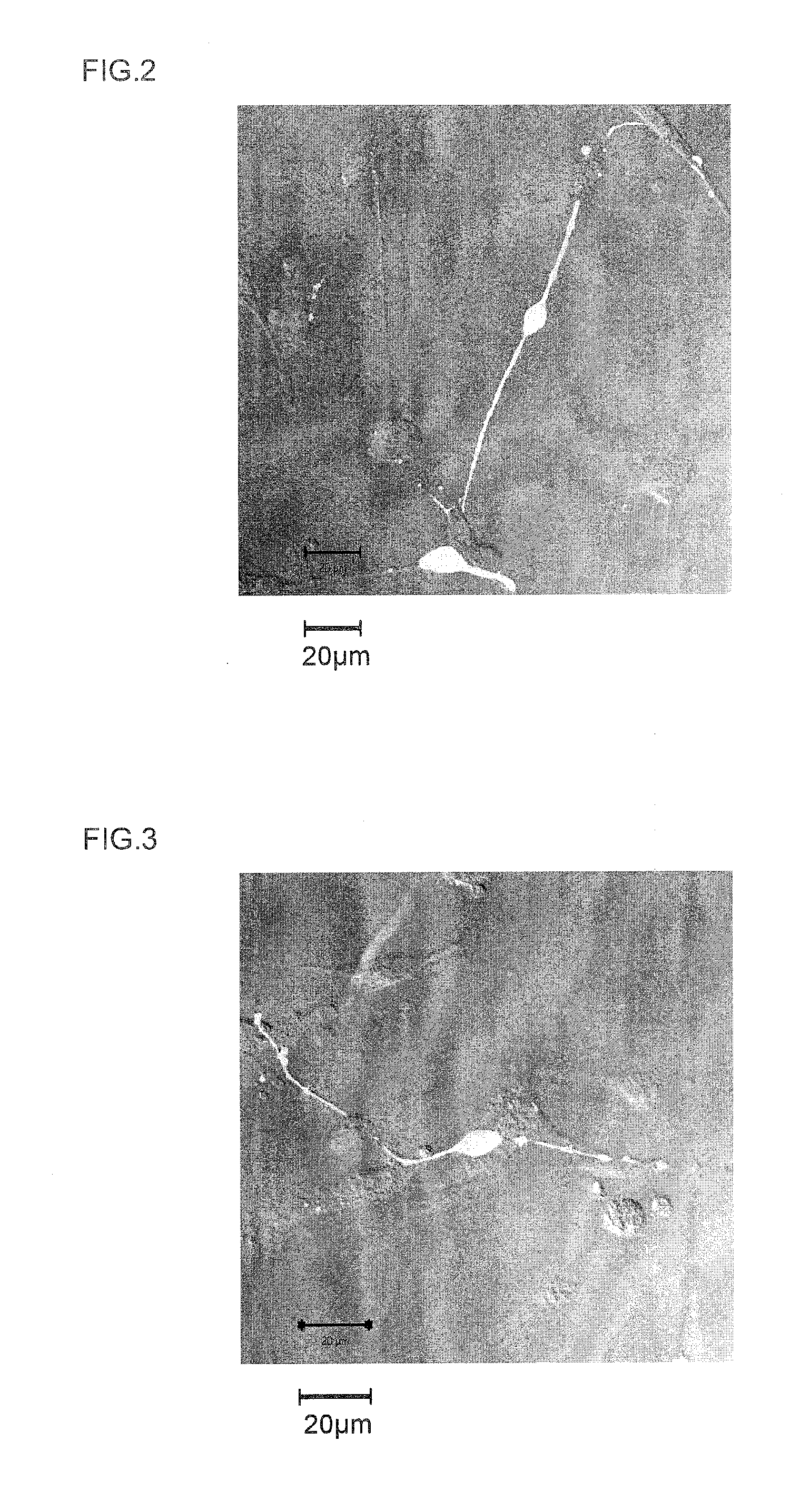 Neuronal differentiation-inducing peptide and use thereof