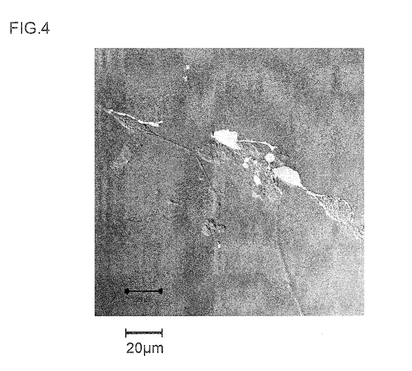 Neuronal differentiation-inducing peptide and use thereof