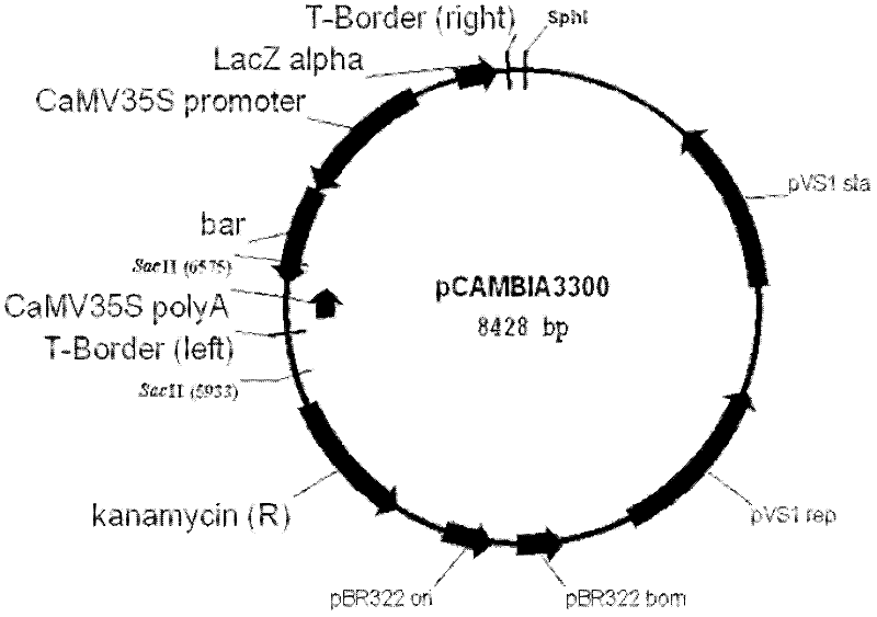 Recombinant DNA (deoxyribonucleic acid) fragment containing roundup ready gene and application thereof