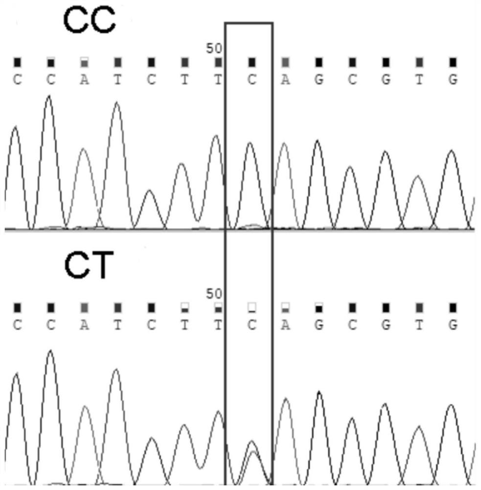 SNP markers related to growth traits of black-bone chicken and their application