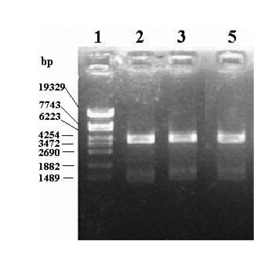 A group of Cathelicidins antimicrobial peptides of chicken, preparation method and application thereof