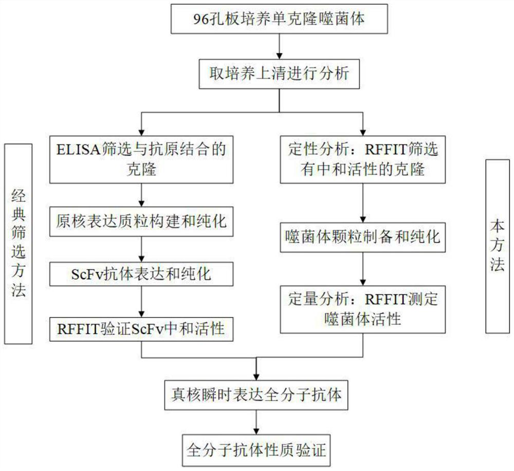 Method and screening kit for screening and validating anti-rabies virus neutralizing antibody from phage antibody library