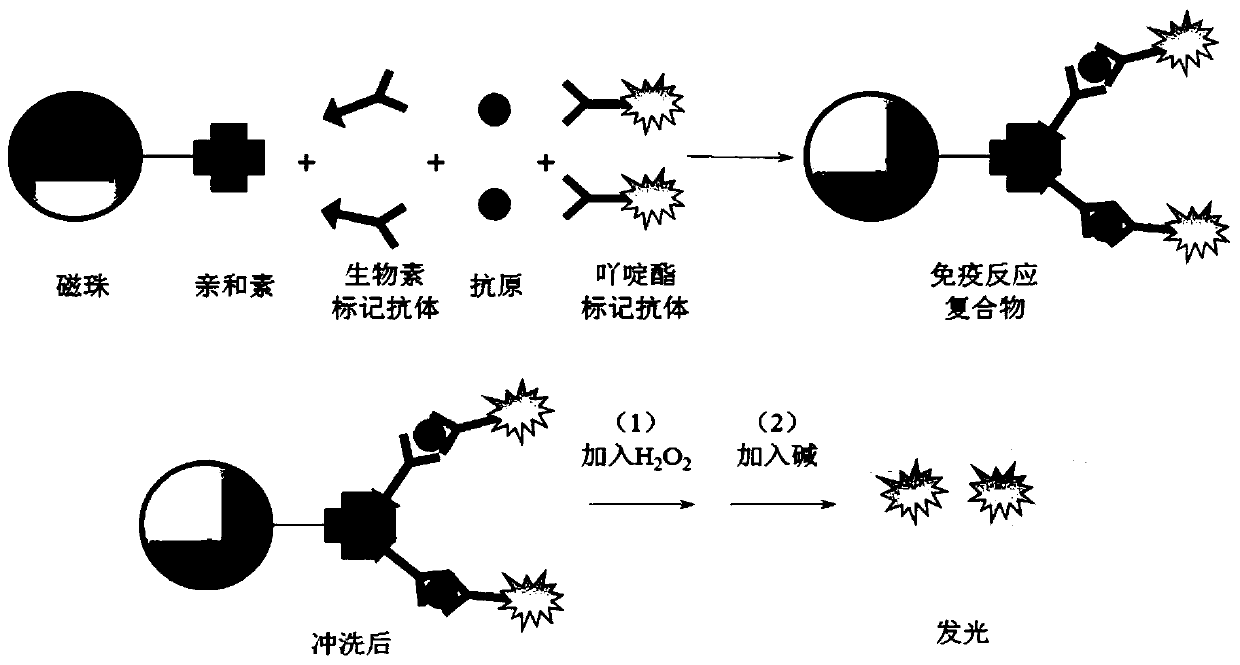 Kit for determining thyrotropin and preparation method of kit