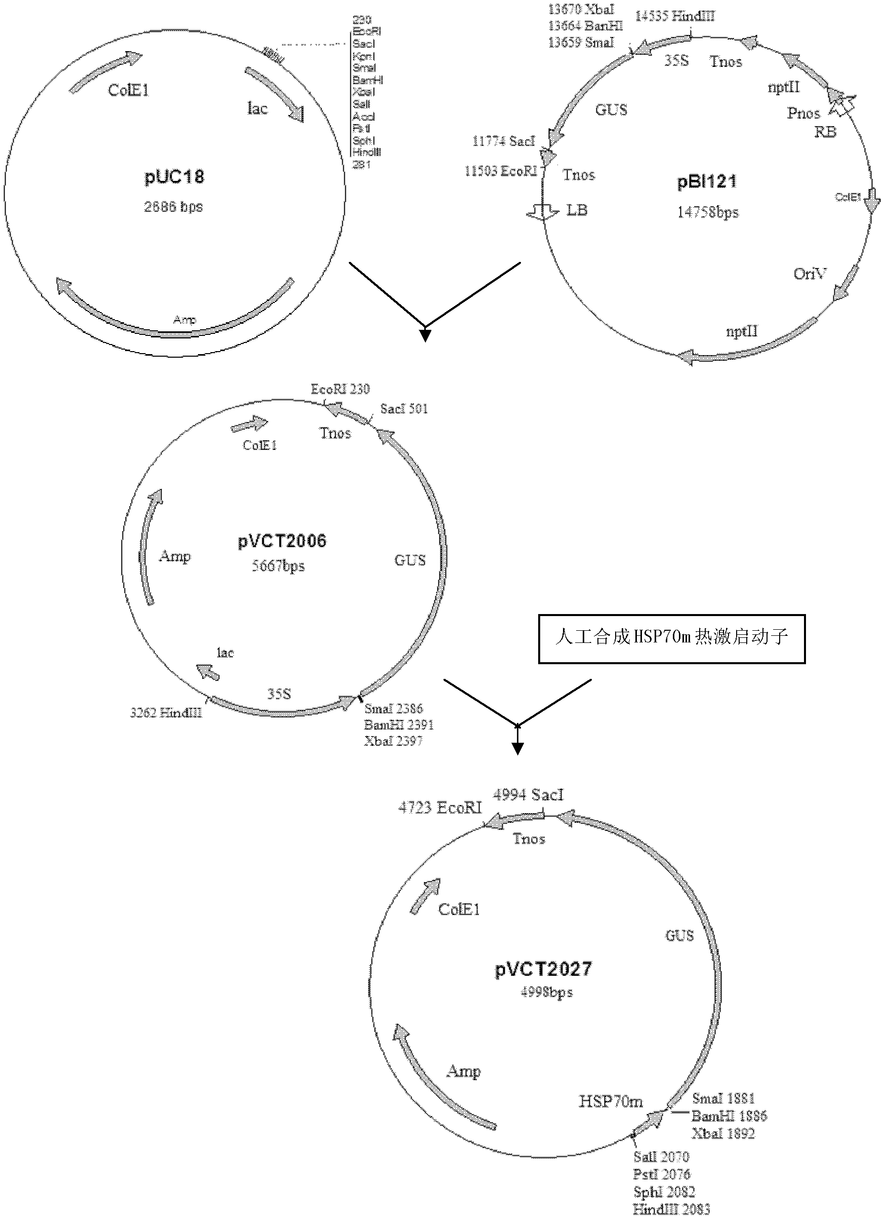 ntcre/loxp deletion system controlled by heat shock and tetracycline, recombinant expression vector, and preparation method and application of recombinant expression vector