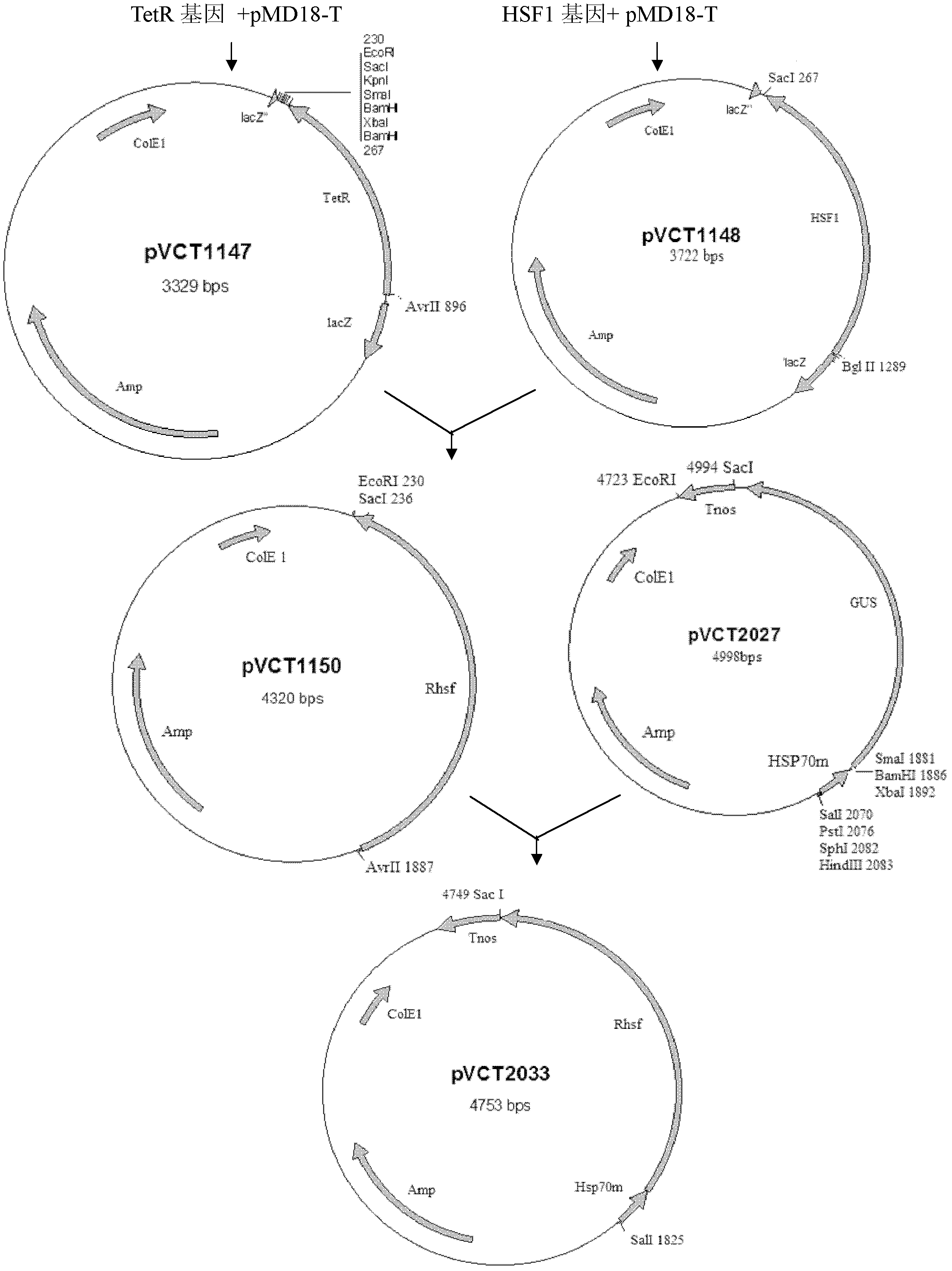 ntcre/loxp deletion system controlled by heat shock and tetracycline, recombinant expression vector, and preparation method and application of recombinant expression vector