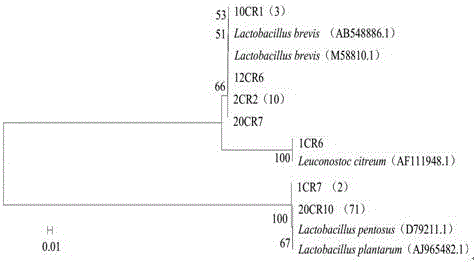 Old-jar pickled vegetable solid fermentation agent and preparation method thereof