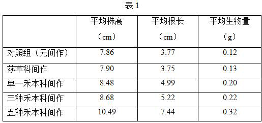 Ecological planting method of American ginseng