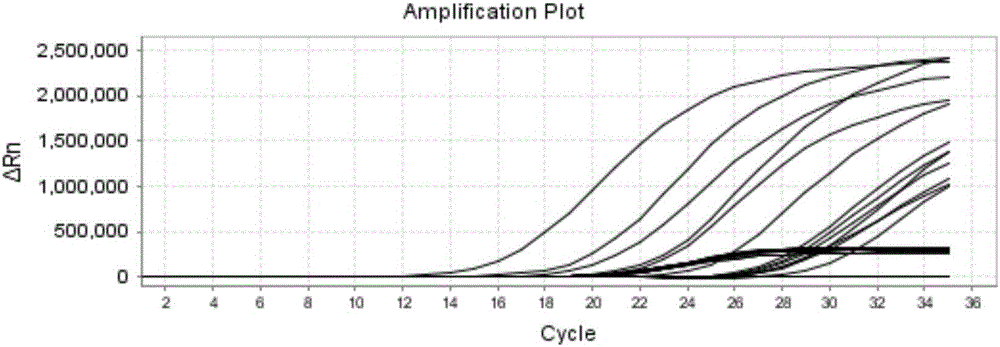 Detection method of brucella, kit and applications of kit