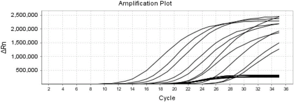 Detection method of brucella, kit and applications of kit