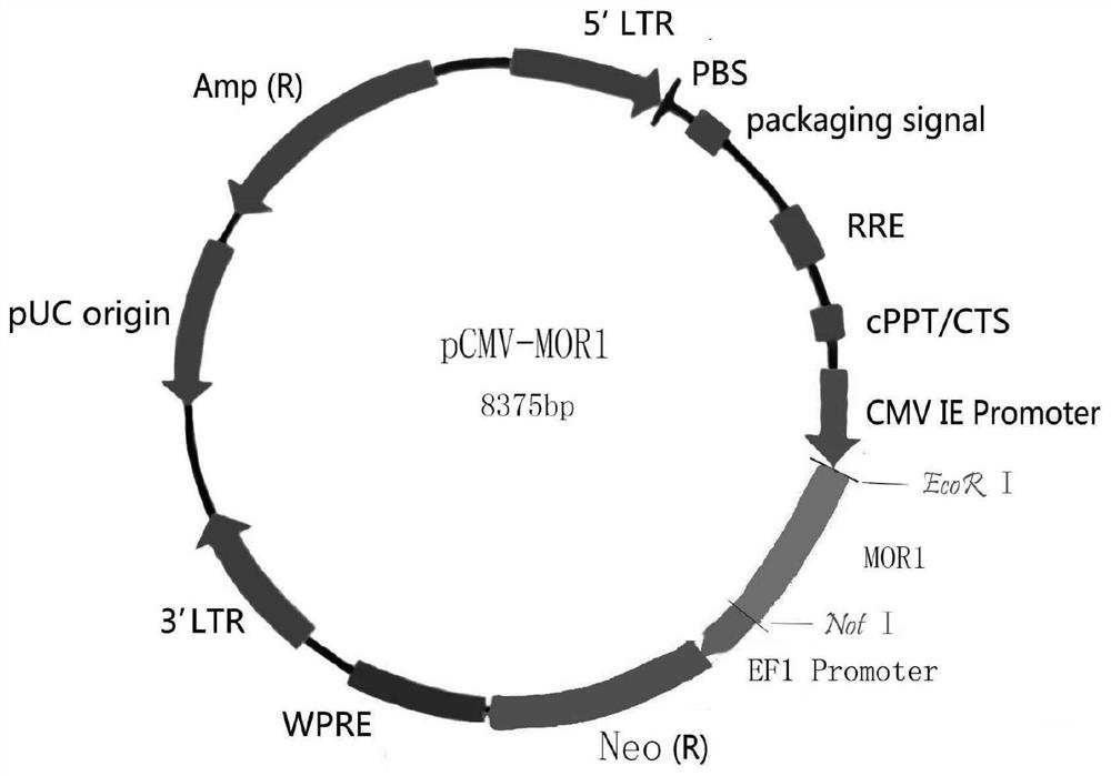 A detection method and detection kit for opioid active substances based on the change effect of intracellular free calcium ion concentration