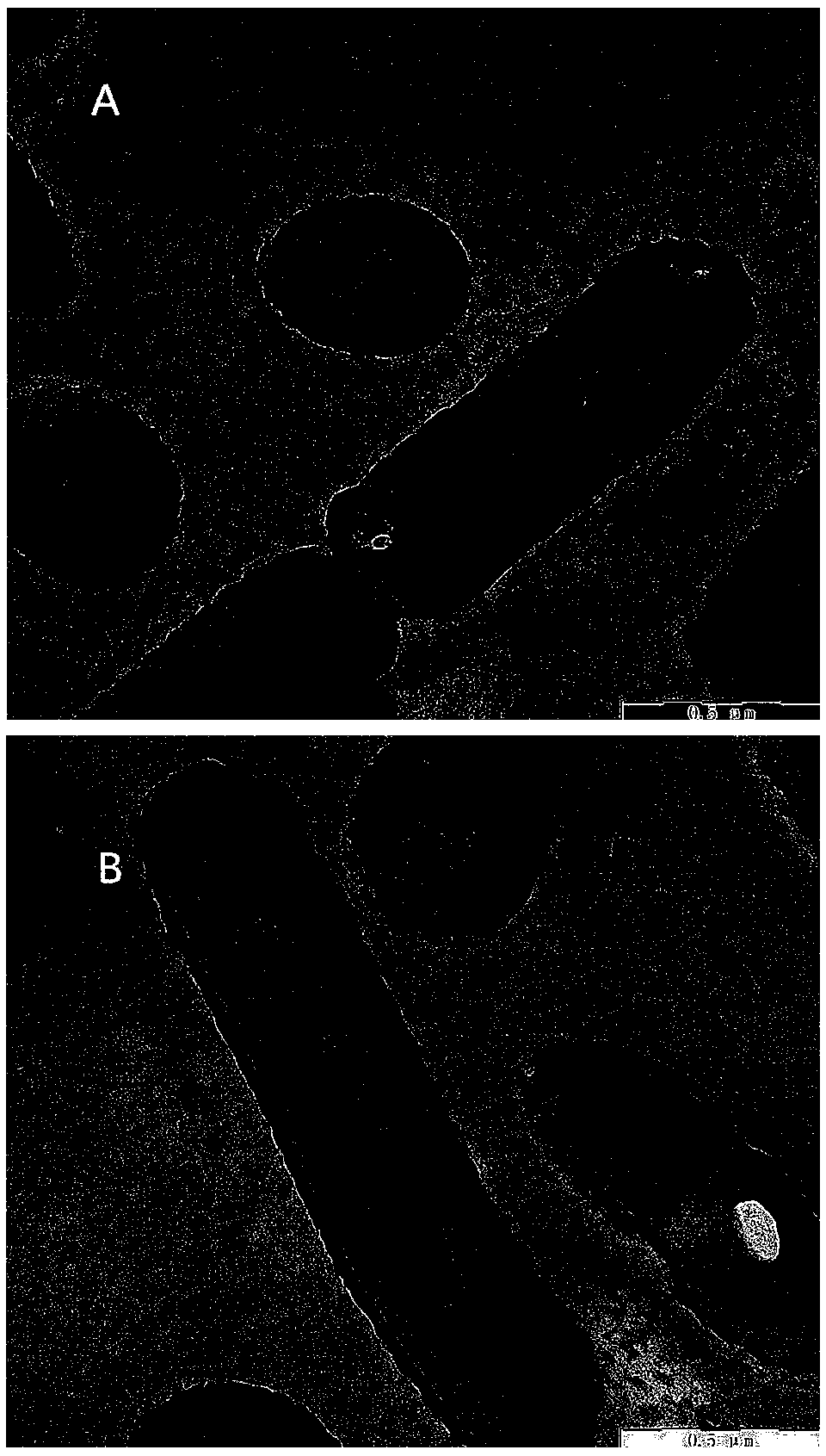 Method for removing aflatoxin M1 in liquid system by using lactobacillus rhamnosus