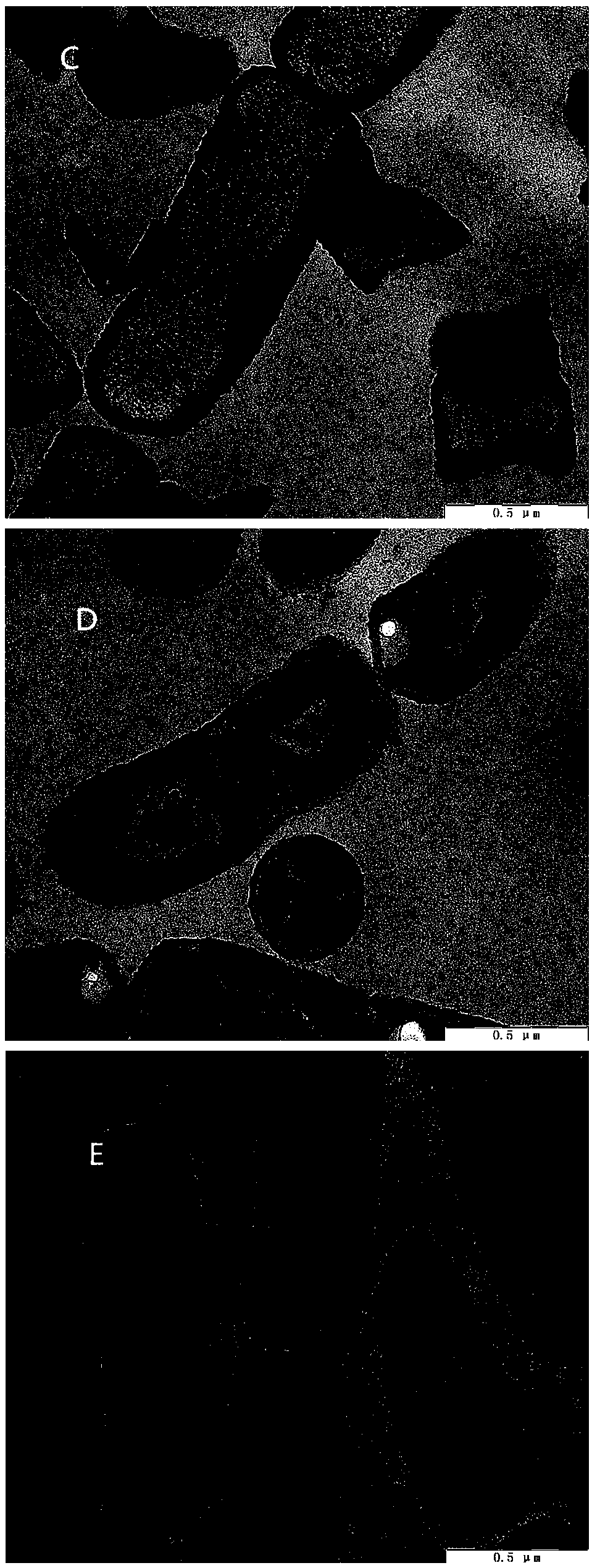 Method for removing aflatoxin M1 in liquid system by using lactobacillus rhamnosus