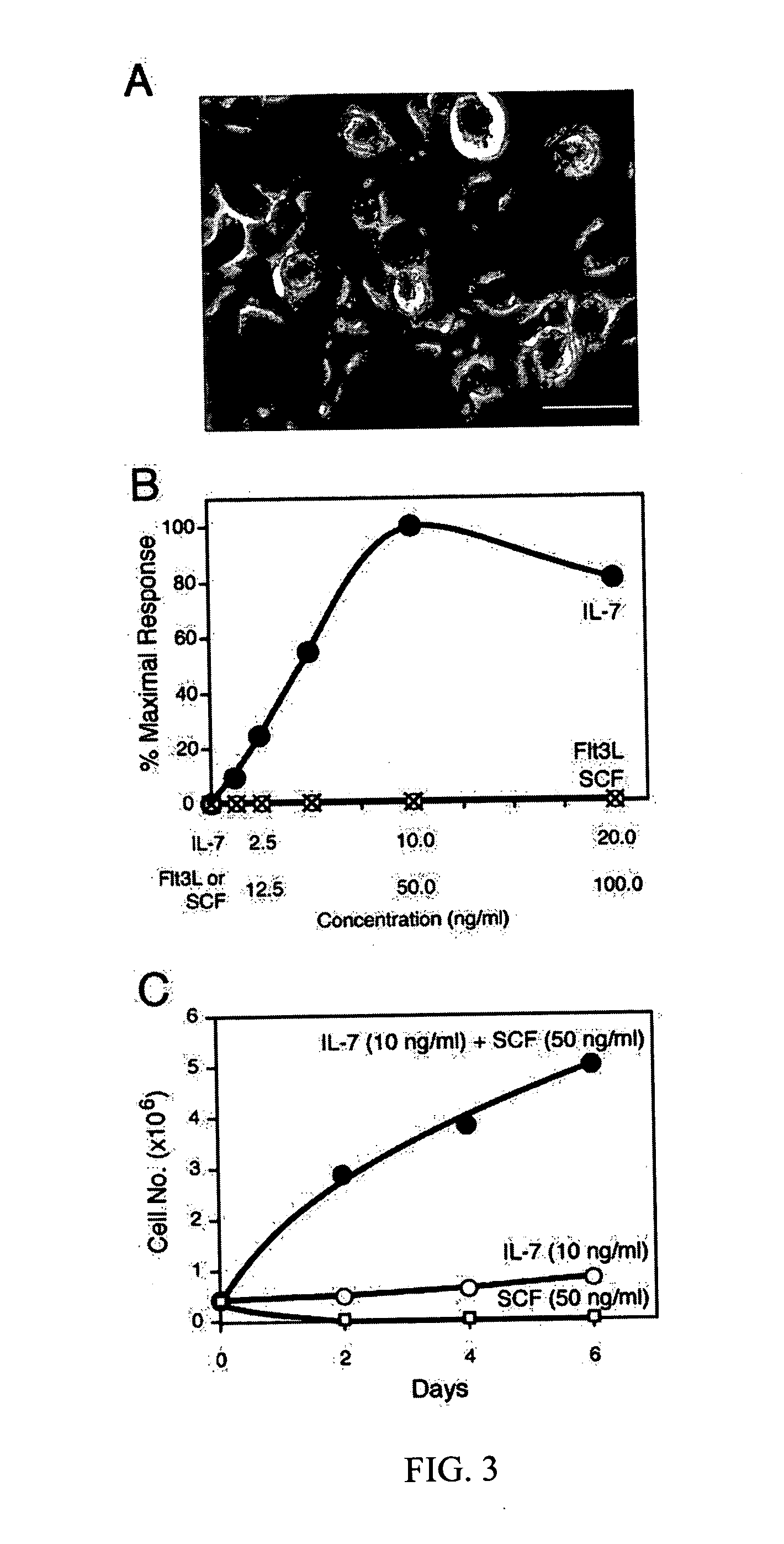 Development of natural killer cells and functional natural killer cell lines