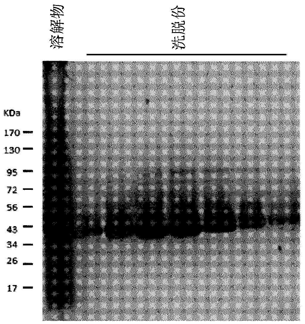 Vaccine against necrotic enteritis in poultry