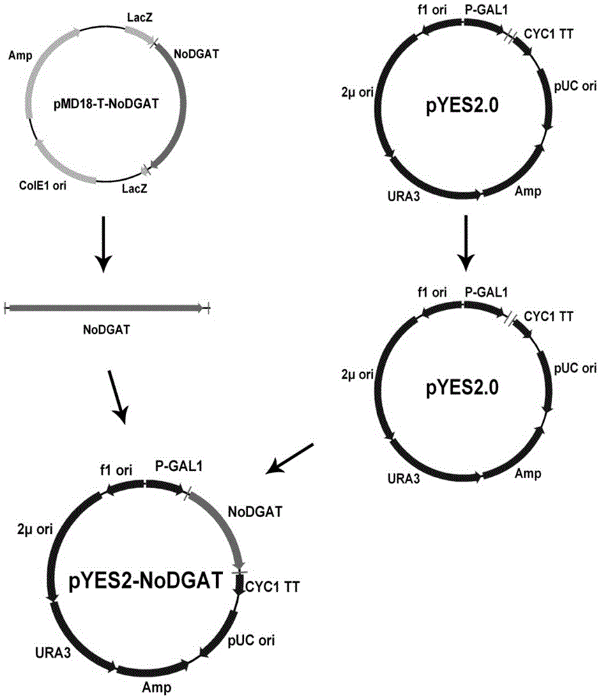 Gene having triacylglycerol synthesis function, and applications thereof