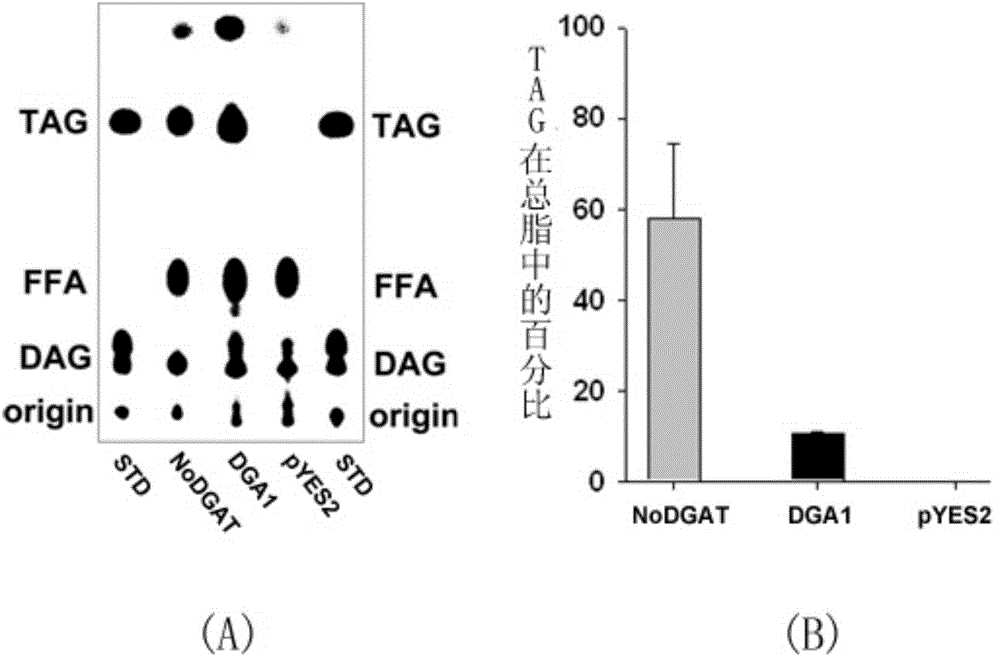 Gene having triacylglycerol synthesis function, and applications thereof