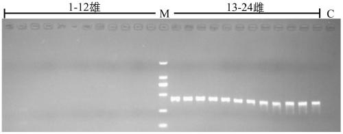 Specific DNA fragment SSM1 for sex determination of sturgeons and application