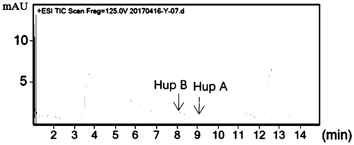 A strain of Enterobacter ludwig sxz-n5 producing huperzine A and huperzine B and its use