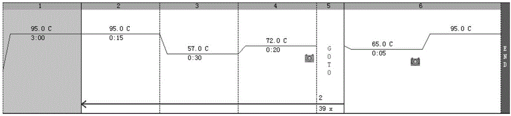 Primers, kit and detection method for detecting genders of cotuenix coturnix