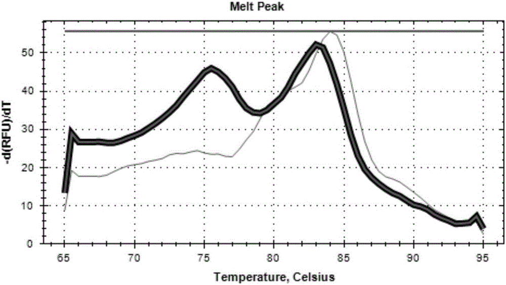 Primers, kit and detection method for detecting genders of cotuenix coturnix