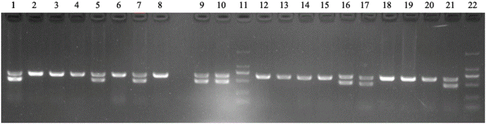 Primers, kit and detection method for detecting genders of cotuenix coturnix