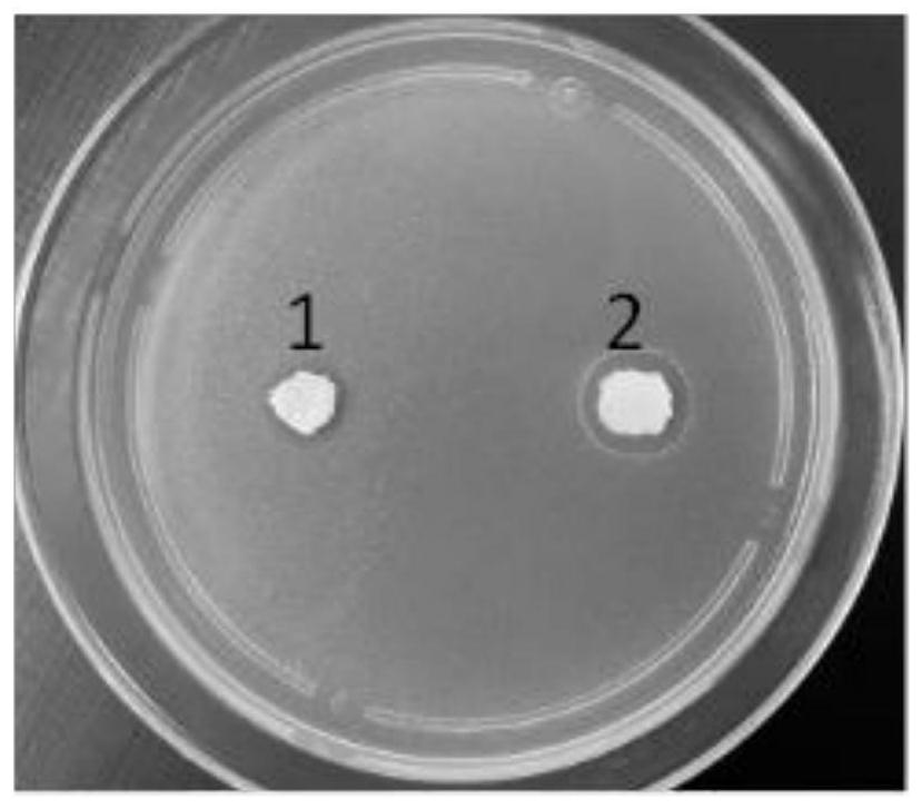 Bacteriostatic nontoxic hydrogel dressing and preparation method thereof