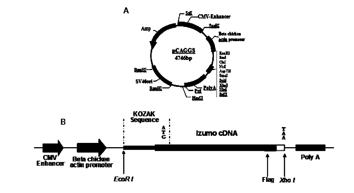 Immunological contraception vaccine and preparation method thereof