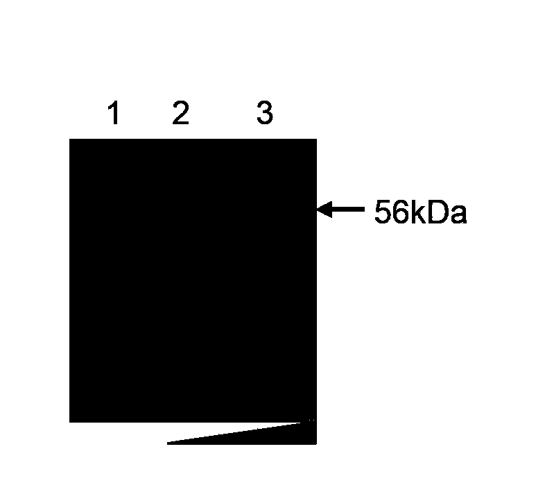 Immunological contraception vaccine and preparation method thereof