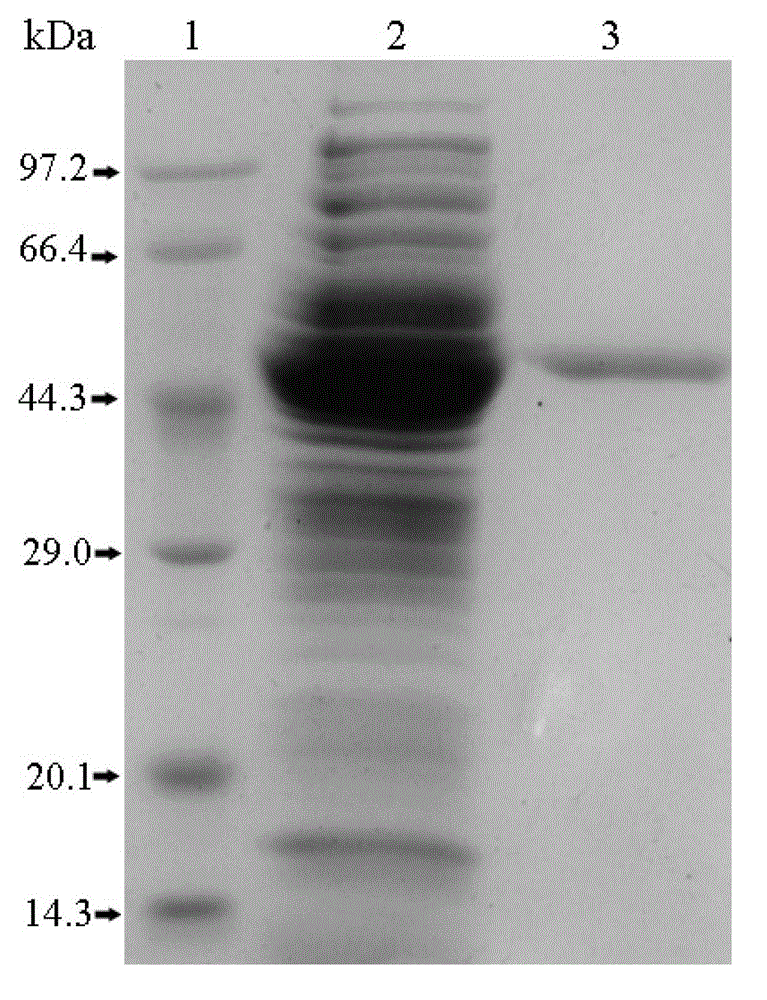 EPSP synthase gene from Klebsiella pneumoniae 342 and application of EPSP synthase gene