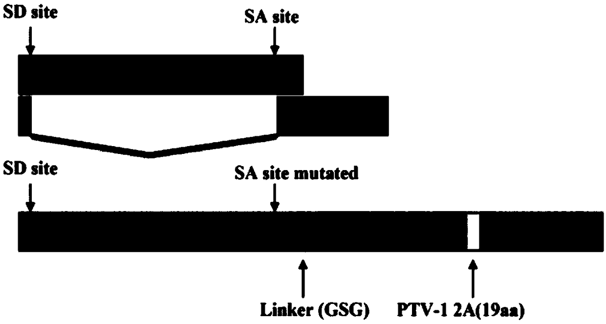 Influenza luciferase reporter virus-based animal model building method and application