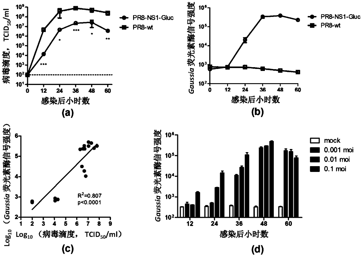 Influenza luciferase reporter virus-based animal model building method and application