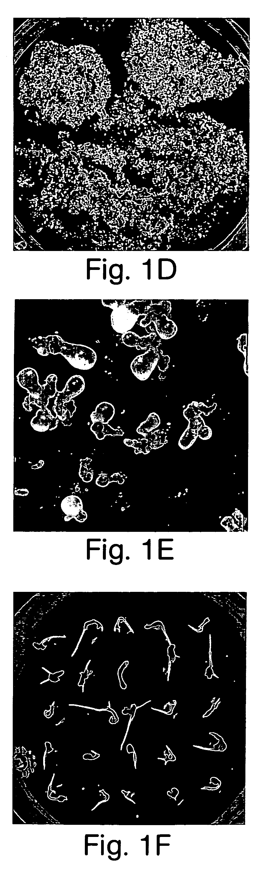 Pathogen-resistant grape plants