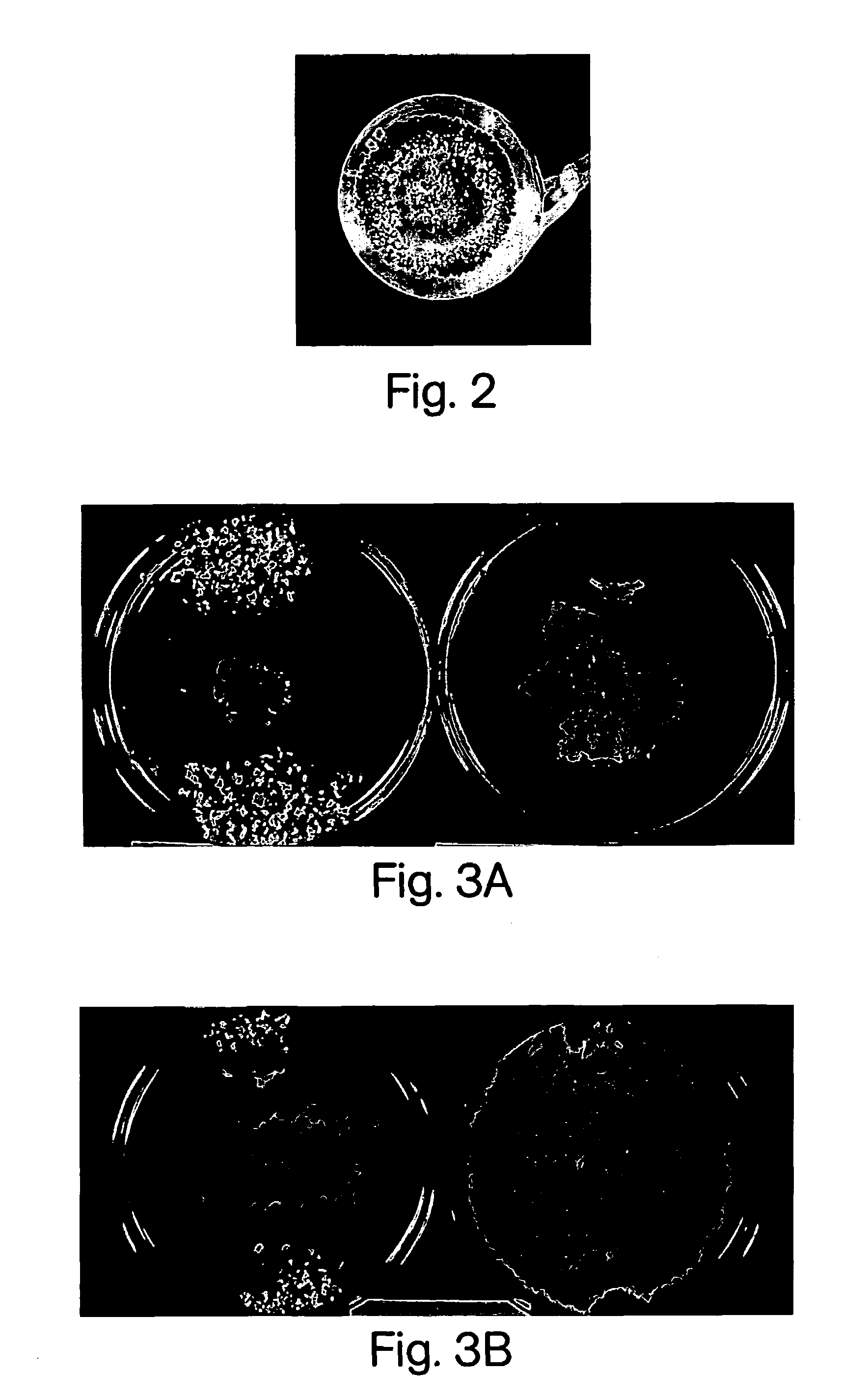 Pathogen-resistant grape plants