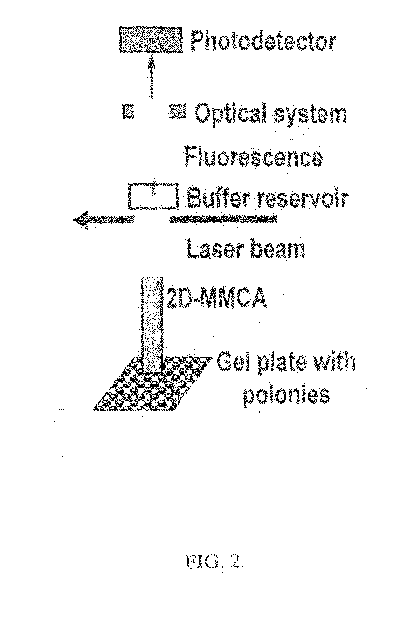 Massively Parallel 2-Dimensional Capillary Electrophoresis