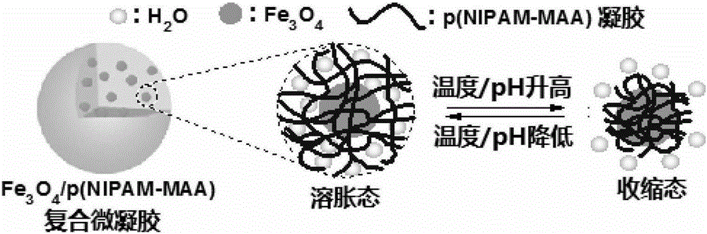 Preparation method of composite microgel with triple sensitivity of temperature, pH and magnetic field