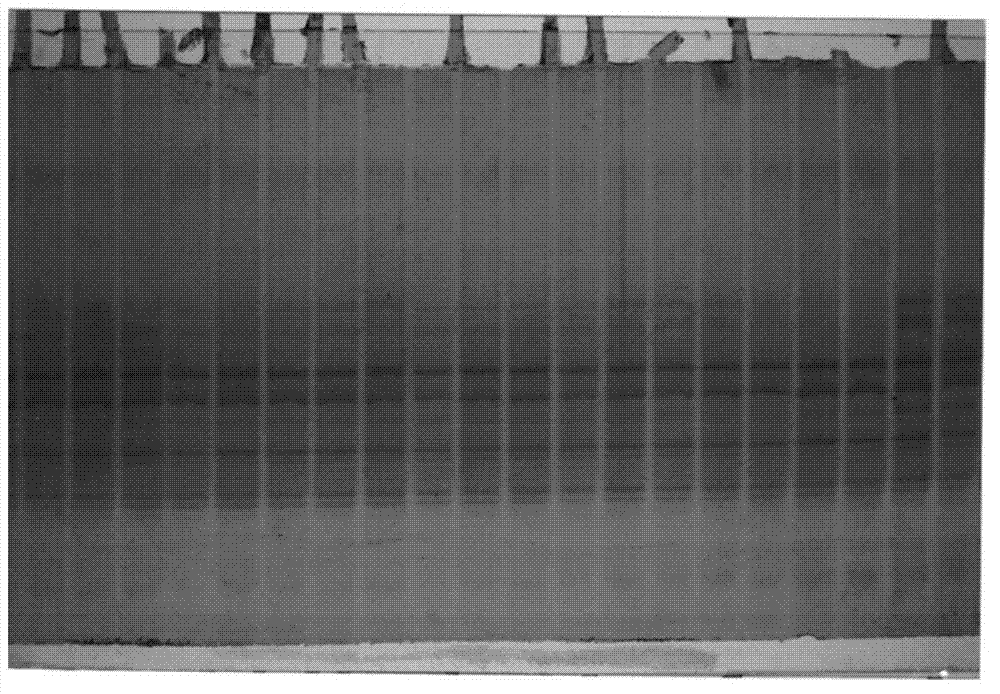 Method for identifying purity of corn seeds