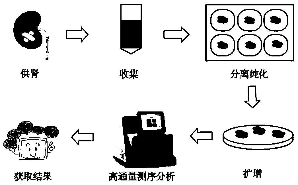 Kidney transplant donor-specific urine source cell and its DNA preparation method and application thereof