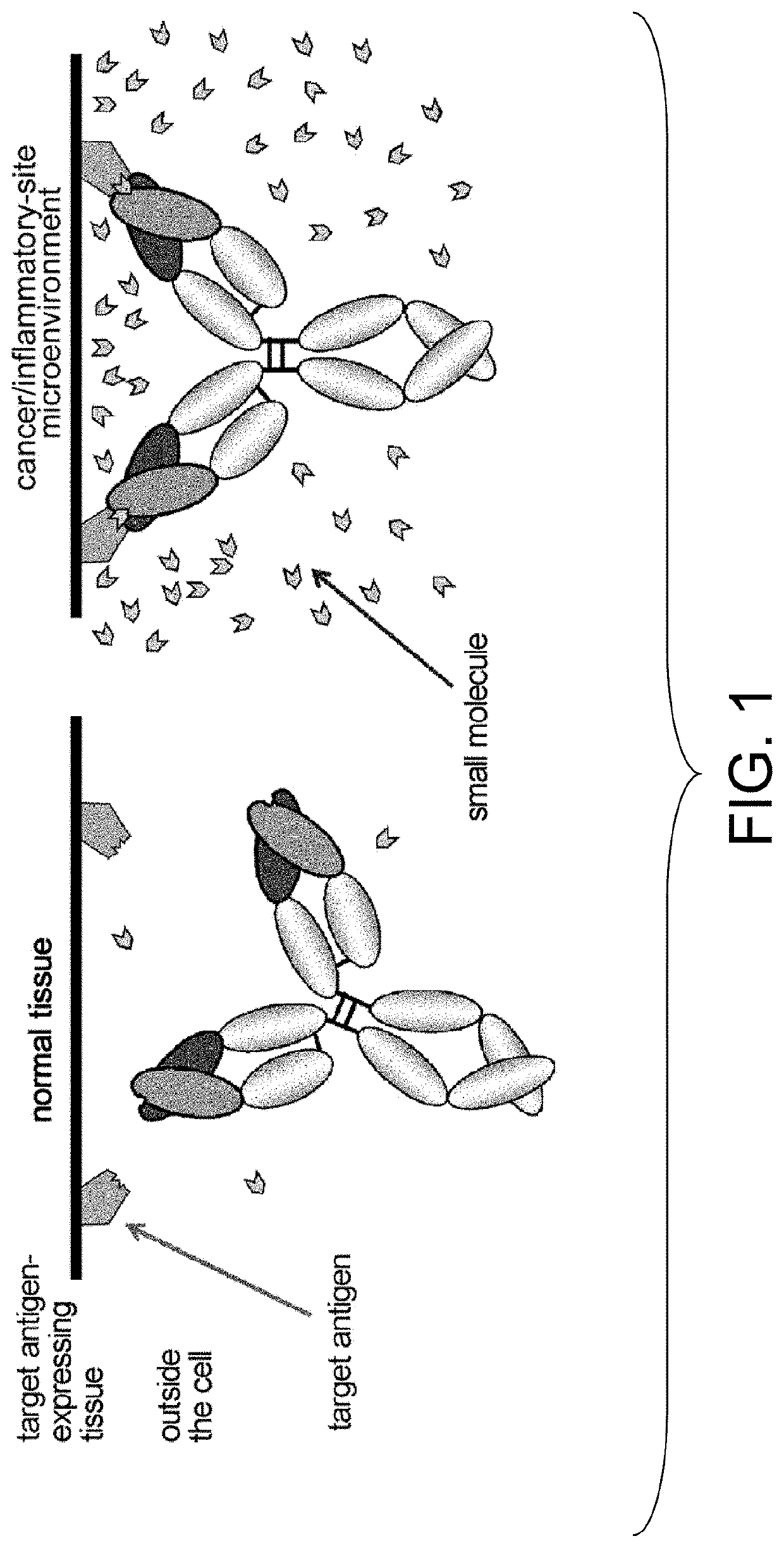 Antigen-binding molecules, the antigen-binding activity of which varies according to the concentration of compounds, and libraries of said molecules