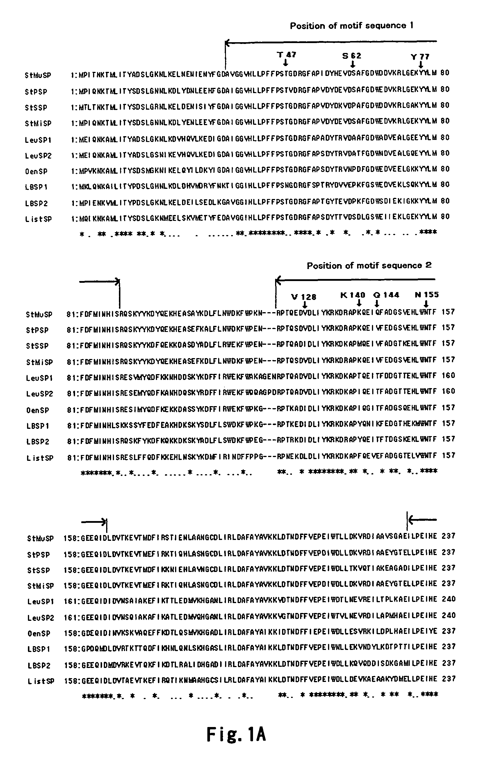 Method for improving the thermostability of sucrose phosphorylase (SP)