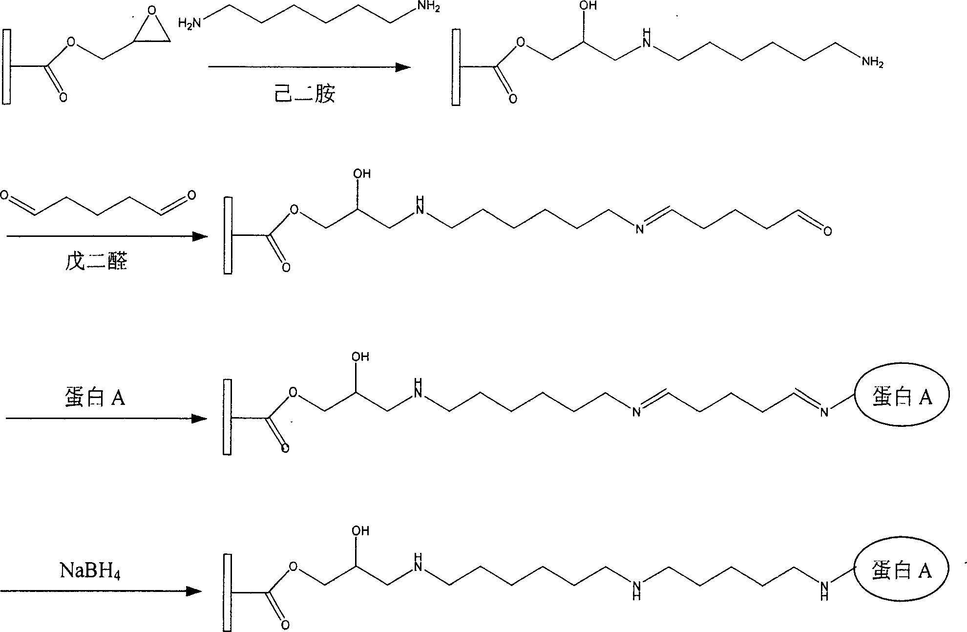 Immune adsorption column used for blood purification treatment