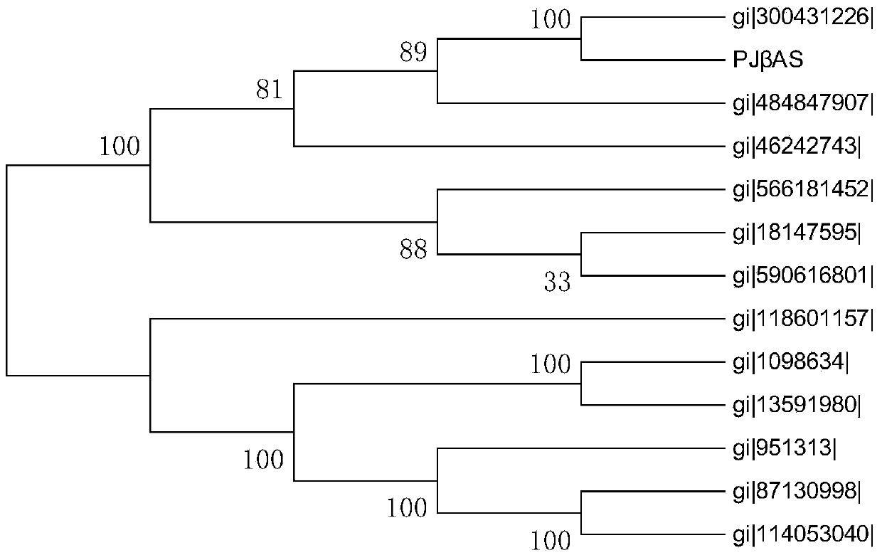 Panax japonicas beta-amyrin synthase gene and application thereof