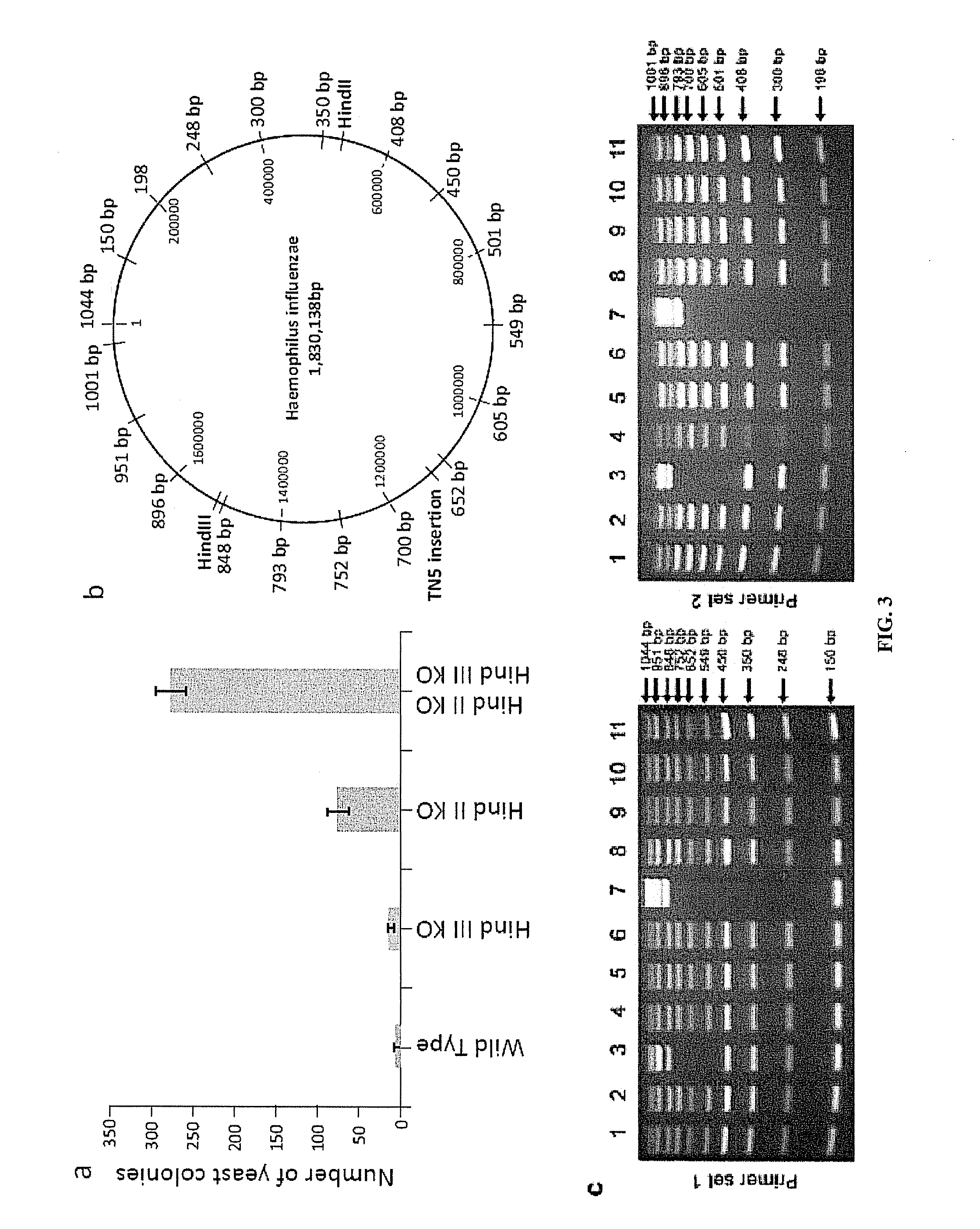 Crowding agent-induced nucleic acid transfer into a recipient host cell