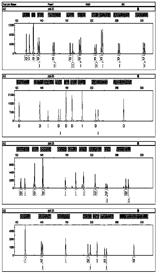 Kit for 35 insertion/deletion sites in forensic individual identification