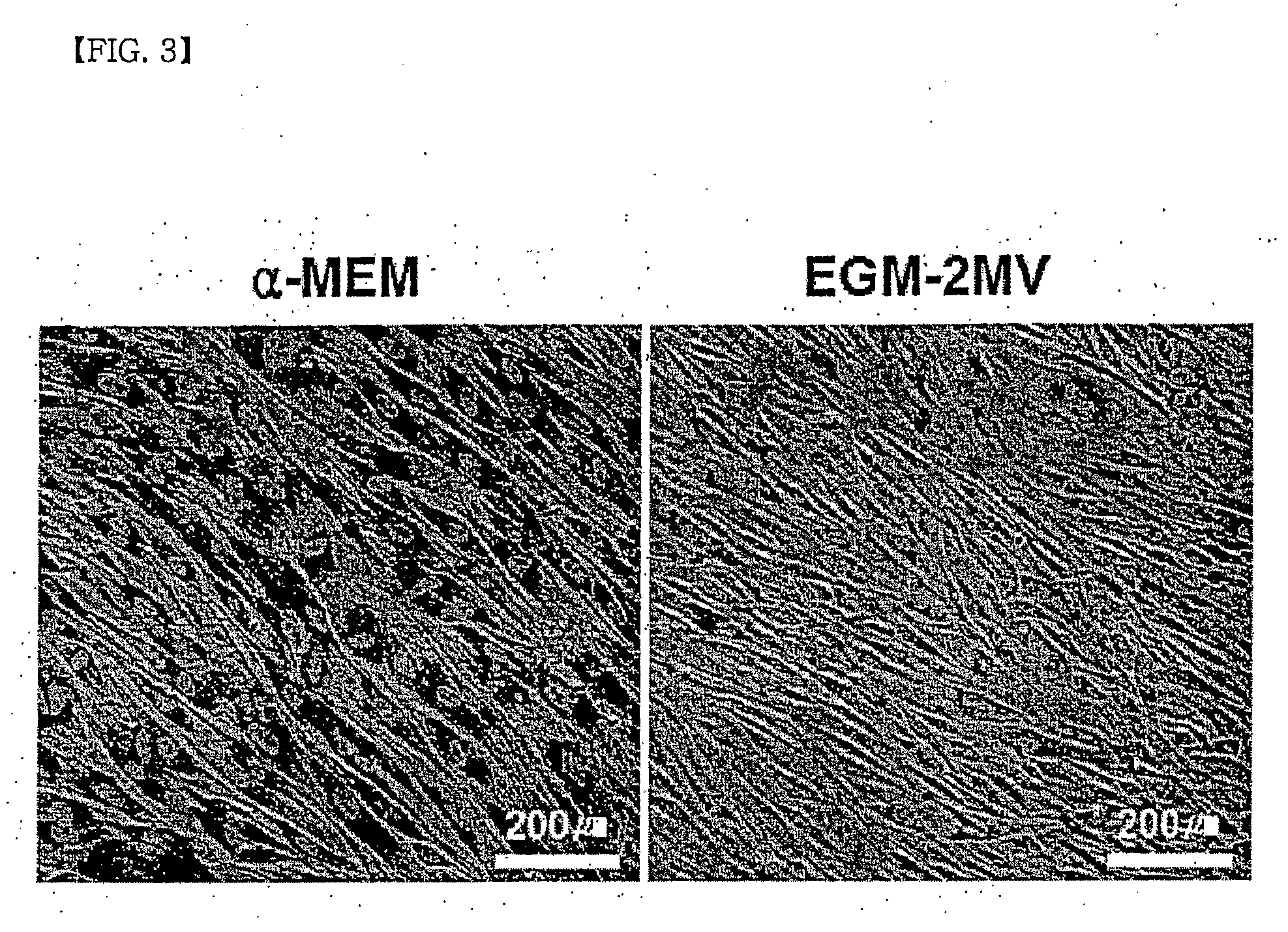 Method for producing mesenchymal stem cells from human pluripotent stem cells, and mesenchymal stem cells produced by same