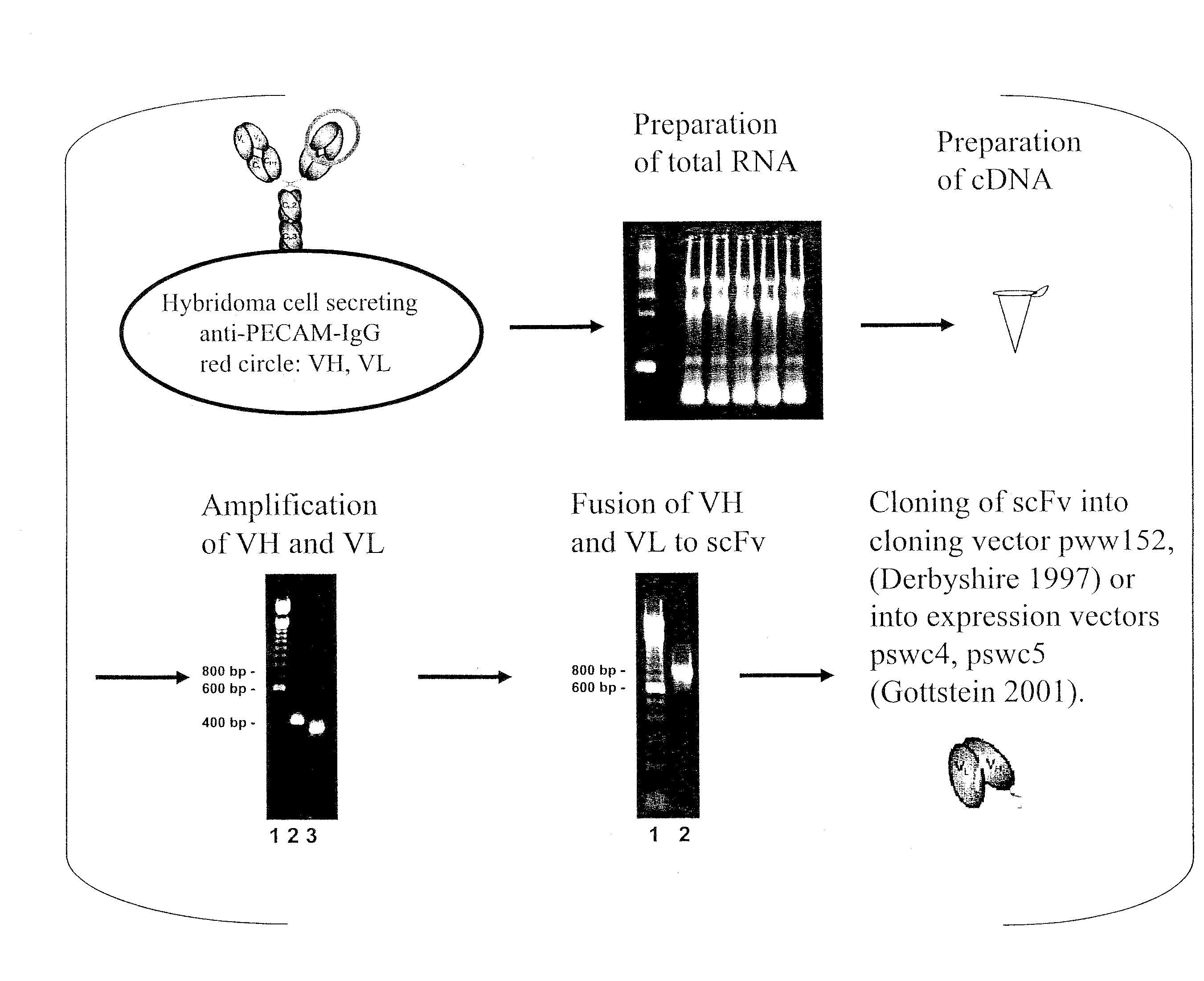 Fusion proteins for inhibition and dissolution of coagulation