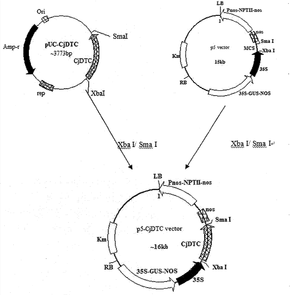 Plant expression vector for expressing dicarboxylate-tricarboxylate carrier (DTC) genes and application thereof in improving aluminum-resistant performance of Medicago sativa L